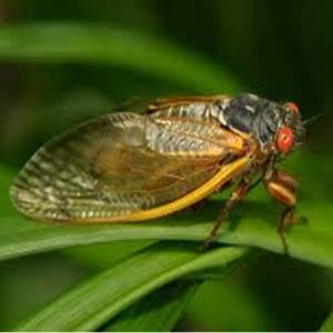 Cicada