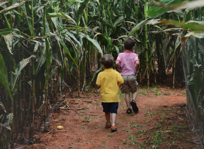 Corn Maze Netting Defines Pathways