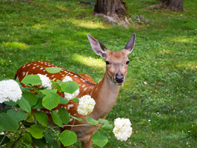 Animal Protection