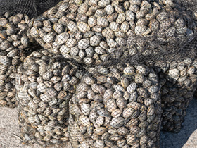 Aquaculture Netting