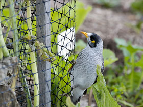 Bird Barriers
