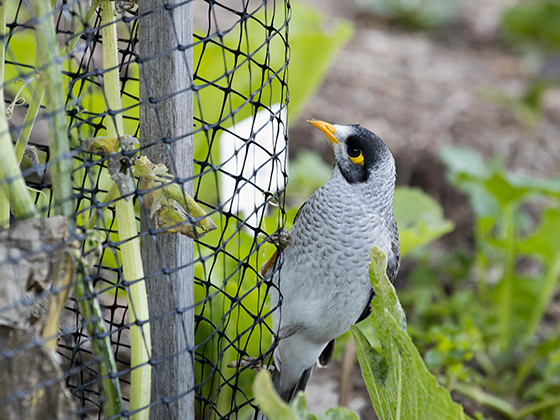 Bird Netting