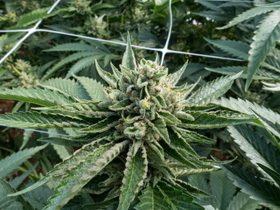 Cannabis / Hemp Processing Net