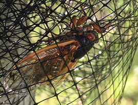 Cicada Netting