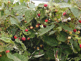 Home Netting