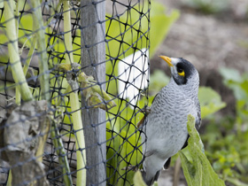 Pest Control Netting