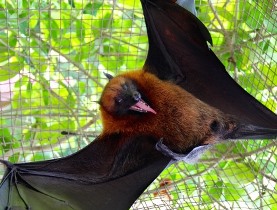 Bat Exclusion Netting