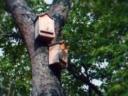 Bat house mounted on Tree