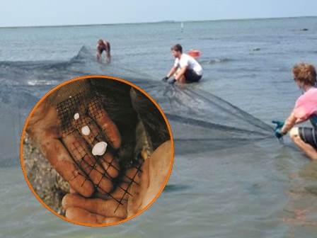 Clam Netting