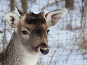 Deer Netting