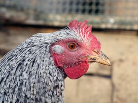 Poultry Netting