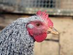 Plastic Poultry Netting is the perfect alternative to chicken wire!