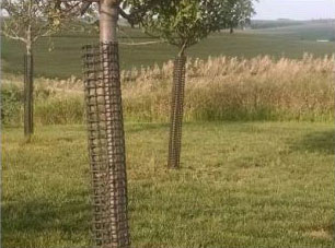 Protect young trees with plastic mesh tree bark protectors from Industrial Netting