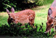 Deer Fence from Industrial Netting protects shrubs from foraging wildlife