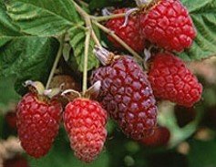 Protect Fruits and Berries with Plastic Netting from Industrial Netting