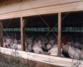 Plastic Poultry Netting from Industrial Netting is nontoxic and non-corrosive