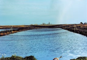 Use Plastic Netting from Industrial Netting to Keep Predators Away