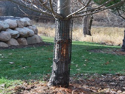 Tree Bark Protectors
